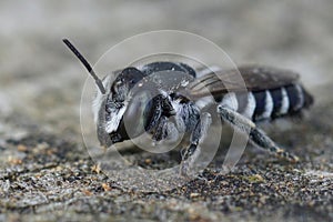 Closeup on a cute black and white female Apical leafcutter solitary bee, Megachile apicalis sitting on wood