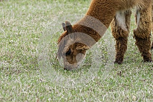 Closeup of cute brown Alpaca grazing on grass