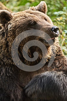 Closeup of cute Brown Bear. Bear Relaxing in Forest