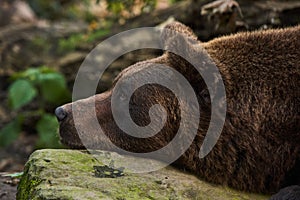 Closeup of cute Brown Bear. Bear Relaxing in Forest