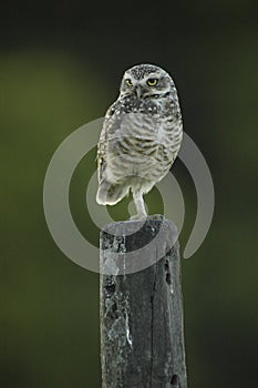 Closeup of a cute burrowing owl standing on a log with one leg