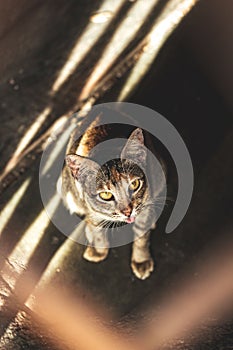 Closeup of a cute cat looking at the camera with surprised face