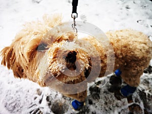 Closeup of a cute Cavapoo dog wearing a knitted blue socks