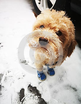 Closeup of a cute Cavapoo dog wearing a knitted blue socks