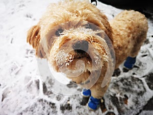 Closeup of a cute cavapoo dog wearing knitted blue socks