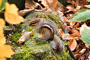 Closeup of Cute Chipmunk on Moss-covered Rock and Leaves