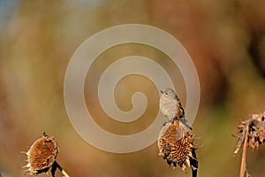 Closeup of a cute Common Stonechat bird perched on flowers seeds with blurred background