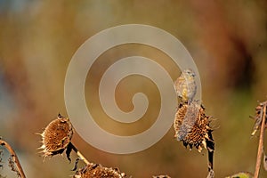 Closeup of a cute Common Stonechat bird perched on flowers seeds with blurred background