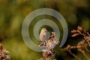 Closeup of a cute Common Stonechat bird perched on flowers seeds with blurred background