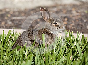 Closeup of cute cottontail bunny rabbit in the garden.