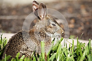 Closeup of cute cottontail bunny rabbit in the garden.
