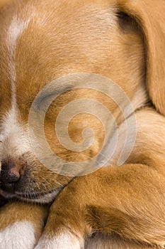 Closeup of a cute dachshund puppy sleeping