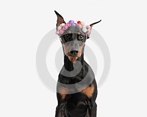 closeup of cute doberman pinscher wearing flowers headband