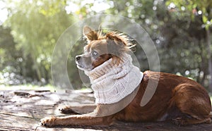 Closeup of a cute doggy in a knitted scarf