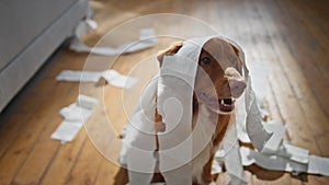 Closeup cute doggy sitting at apartment wrapped in toilet paper. Portrait dog