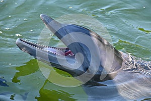 Closeup of a cute dolphin swimming during the daytime