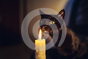 Closeup of a cute domestic black cat near a burning candle in a dark room