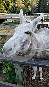 Closeup of a cute donkey in the stable