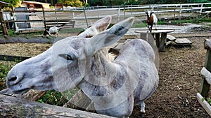 Closeup of a cute donkey in the stable