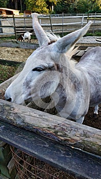 Closeup of a cute donkey in the stable