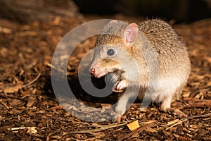Closeup of a cute eastern bettong