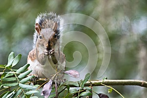Closeup of a cute Eastern gray squirrel on a branch in a forest