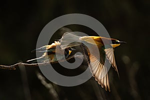 Closeup of cute European bee-eater birds in flight isolated on a blurred background