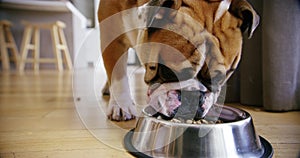 Closeup of cute furry brown dog eating from a bowl of food at home. Face of english bulldog eating and munching on daily
