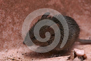 Closeup on a cute, furry, juvenile House mouse, Mus musculus