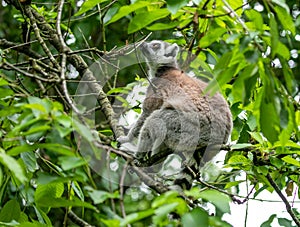 Closeup of a cute furry lemur, Lemuroidea primate through the green foliage that has climbed a tree photo