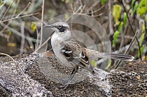 Closeup of a cute Galapagos mockingbird on the blurred background photo