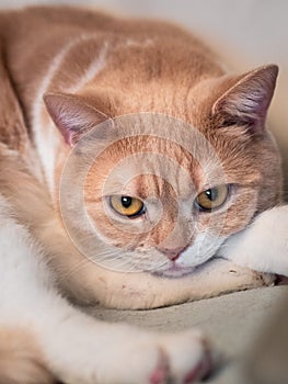 Closeup of the cute ginger British Shorthair cat lying on its forelegs