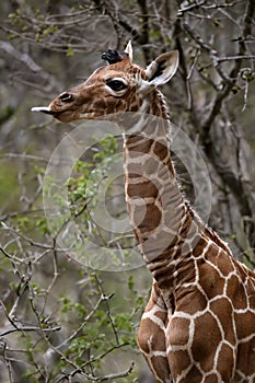 Closeup of cute giraffe baby