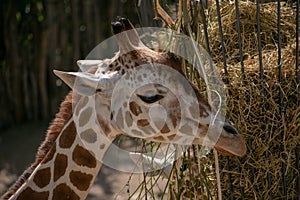 Closeup of a cute giraffe resting outside in the zoo of Osnabruck