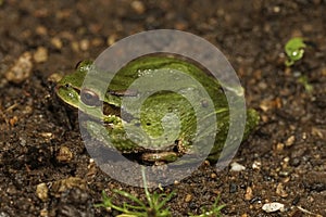 Closeup on a cute green, Pacific treefrog, Pseudacris regilla, sitting on the ground in north Oregon