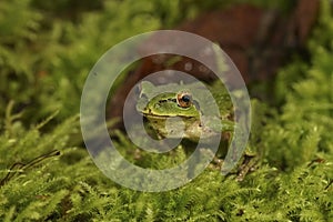 Closeup on a cute green, Pacific treefrog, Pseudacris regilla, sitting on moss in north Oregon