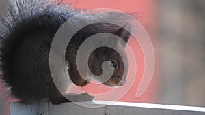 Closeup of cute grey and red squirrel