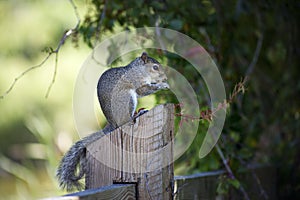 Closeup of cute grey squirrel eating peanuts.