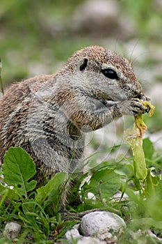 Closeup of cute Ground Squirrel Xerus inauris feeding in Etosha National Park Namibia