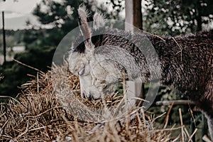 Closeup of a cute Huacaya alpaca eating dry grass