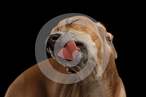 Closeup Cute Italian Greyhound Dog Licked with pleasure isolated Black photo