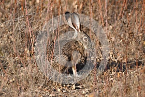 Closeup of a cute jackrabbit in a field