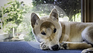 Closeup cute Japanese Shiba Inu dog lying on blue floor looking sad, Pet indoor at home