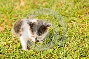 Closeup of a cute kitten on green grass