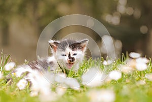 Closeup of a cute kitten on green grass