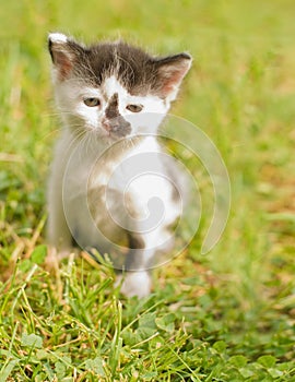 Closeup of a cute kitten on green grass