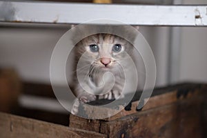 Closeup of a cute little kitten with gorgeous blue eyes playing hide and seek
