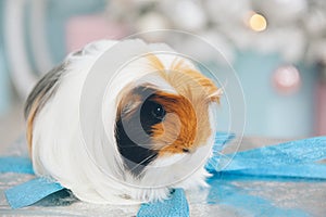 Closeup of cute little long hair guinea pig pet animal sitting on silver box with blue tape with christmas tree with toys on