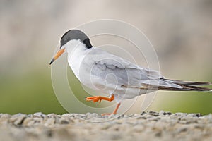 Closeup of a cute little tern on a ground