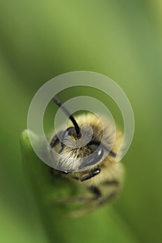Closeup on a cute male Early Cellophane Bee, Colletes cunicularius, haning into the green vegetation photo